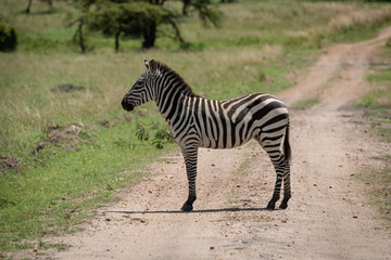 Fototapeta na wymiar Plains zebra stands on track in profile