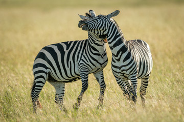 Fototapeta na wymiar Plains zebras play fight in tall grass