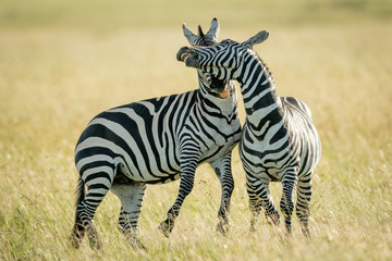 Fototapeta na wymiar Plains zebras play fight in long grass