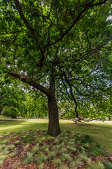Fototapeta na wymiar Tree on Albert Park in Auckland, New Zealand