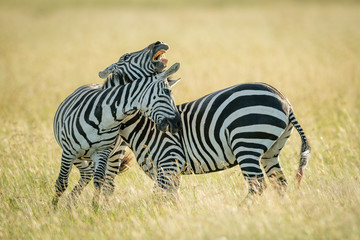 Fototapeta na wymiar Plains zebras play fighting in long grass
