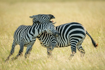 Fototapeta na wymiar Plains zebras play fighting in tall grass