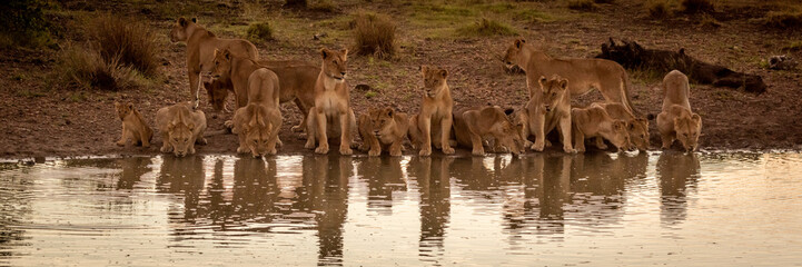 Pride of lions lie drinking from pool