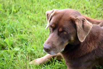 Labrador sitting in gras, close up