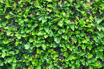 Green fresh leaves of climbing plants. Foliage close-up as background.