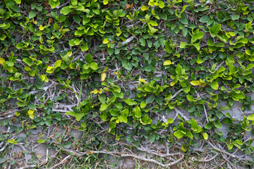 Background of leaves and branches on a cement gray wall, wall overgrown with green climbing plants.
