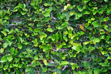 Bright green fresh leaves of climbing plants. Background of the foliage.