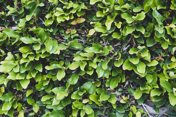 Background of green small leaves,  foliage on the wall in vintage style.