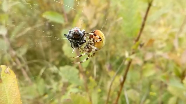 Spider caught a fly and swathes it into a web