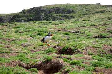 Atlantic puffin at Skomer Island - obrazy, fototapety, plakaty