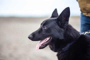 German Shepherd and its owner walk along shore of Black Sea, Poti