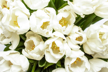 Bouquet of beautiful fresh cream tulips. Close-up. Top view, flat lay. Spring concept, spring flowers