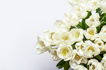 Beautiful fresh cream tulips on a white background. Top view, flat lay. Spring concept, spring flowers