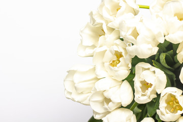 Beautiful fresh cream tulips on a white background. Top view, flat lay. Spring concept, spring flowers