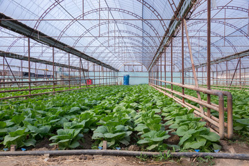 Fresh organic vegetables grown on city farms (lettuce, cabbage, kohlrabi, etc.)
