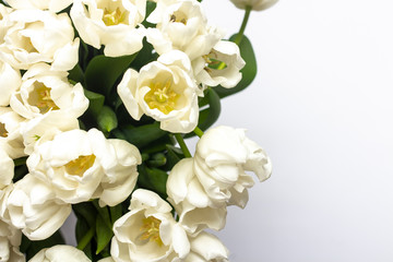 Beautiful fresh cream tulips on a white background. Top view, flat lay. Spring concept, spring flowers