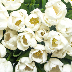 Fototapeta premium Bouquet of beautiful fresh cream tulips. Close-up. Top view, flat lay. Spring concept, spring flowers