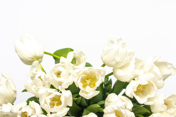 Obraz na płótnie Canvas Beautiful fresh cream tulips on a white background. Top view, flat lay. Spring concept, spring flowers