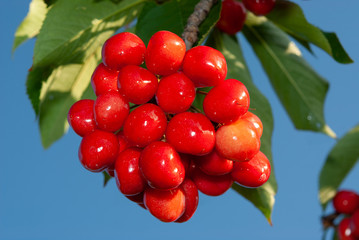 Racimo de cerezas maduras.