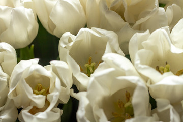 Obraz na płótnie Canvas Bouquet of beautiful fresh cream tulips. Close-up. Top view, flat lay. Spring concept, spring flowers