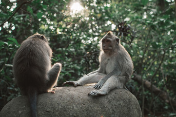  monkey forest