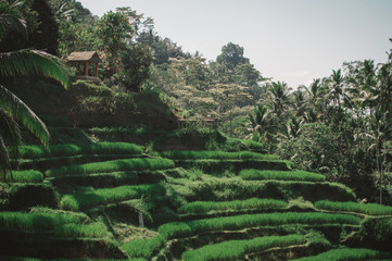  rice terraces
