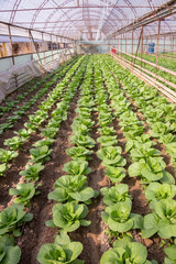 Fresh organic vegetables grown on city farms (lettuce, cabbage, kohlrabi, etc.)