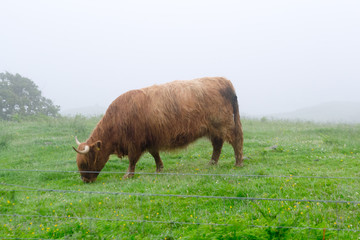 A highland cow peacefully grazing in its natural habitat, the green landscape of the Scottich islands in during a foggy summer day full of moisture as usual there.