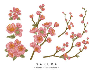 Sketch Floral decorative set. Cherry blossom flower drawings. Vintage line art isolated on white backgrounds. Hand Drawn Botanical Illustrations. Elements vector.