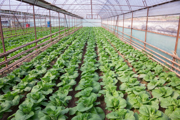 Fresh organic vegetables grown on city farms (lettuce, cabbage, kohlrabi, etc.)