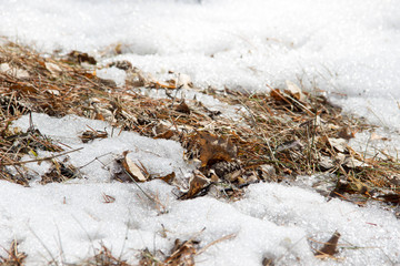 snow covered grass in winter