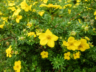 bush blooming yellow flowers close-up