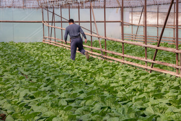 Fresh organic vegetables grown on city farms, and a person goes to check his crop (salad, cabbage, kohlrabi, etc.)