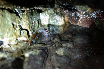 Tago frog living at slit of a rock, seems like an extremely small cave, at Takao mountain in Tokyo, Japan.