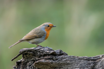 Beautiful European Robin (Erithacus rubecula) on a tree trunk in the forest of Noord Brabant in the Netherlands. copy space.