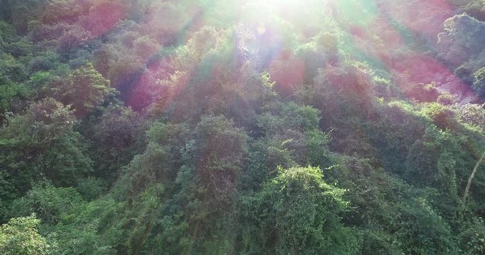 4k footage, aerial view, asia, beautiful, china, dense, environment, flora, flowers, flying, fog, foliage, forest, green, grow, hill, jungle, leafage, leaves, lens flare, mist, morning, mountain, natu