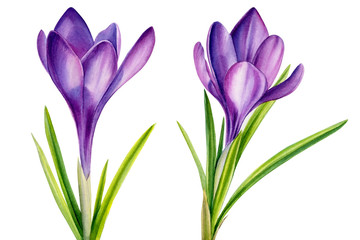 Obraz na płótnie Canvas greeting card with spring crocus flowers, watercolor painting, hand drawinggreeting card with spring crocus flowers, watercolor painting, hand drawing
