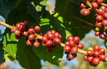 Coffee beans ripening on tree in North of thailand