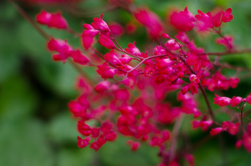 Bloomed pink garden flowers, soft focus