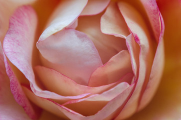 Close up view of a blossomed pink rose flower, soft focus