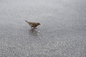 A little sparrow is eating bread crumbs on the street.