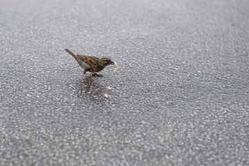 A little sparrow is eating bread crumbs on the street.