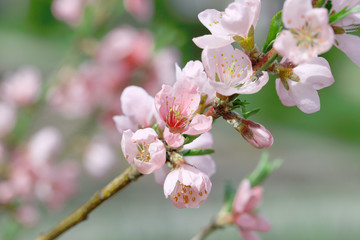 Sakura flowers, pink beautiful peach tree inflorescences. Bright natural background for wallpapers in pink and green bright shades.