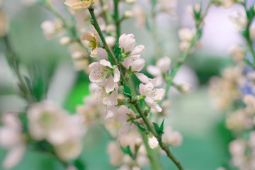 Sakura flowers, pink beautiful peach tree inflorescences. Bright natural background for wallpapers in pink and green bright shades.