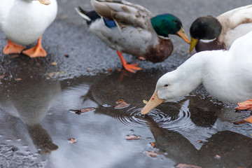 水を飲むアヒル