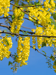 Blühender Goldregen, Laburnum, im Frühling