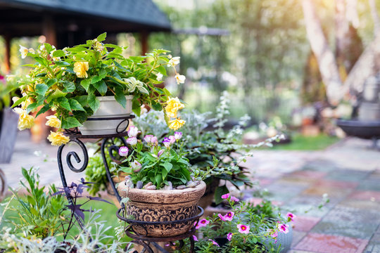 Beautiful fresh spring blooming different flowers in clay flower pots stand at flowerbed on outdoor patio or backyard. Gardening and landscaping concept
