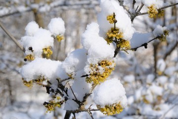 The blooming tree with yellow flowers - Cornus mas (Cornelian cherry, European cornel or Cornelian cherry dogwood) covered snow. The return of winter in spring, when fruit trees begin to bloom.
