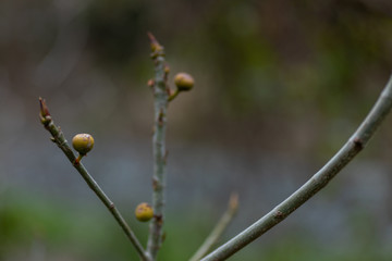イチジクの蕾