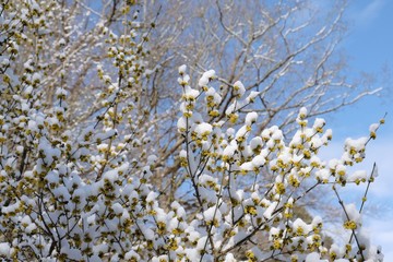 The blooming tree with yellow flowers - Cornus mas (Cornelian cherry, European cornel or Cornelian cherry dogwood) covered snow. The return of winter in spring, when fruit trees begin to bloom.